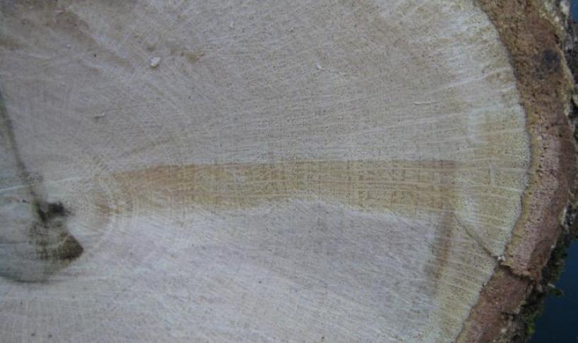 AD OTTOBRE LA FORMAZIONE PER OPERATORE FORESTALE